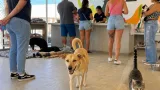 México encabeza la tenencia y adopción de mascotas entre 14 mercados