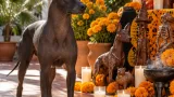 CDMX reconoce como patrimonio cultural la tradición del xoloitzcuintle